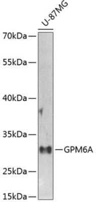 Western Blot: GPM6A AntibodyBSA Free [NBP3-03901]