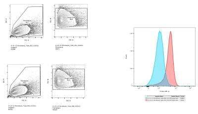 Flow Cytometry: GPM6B Antibody [NBP1-81271]
