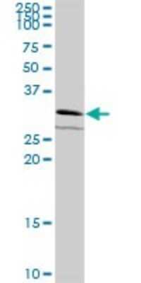 Western Blot: GPN2 Antibody [H00054707-B03P]