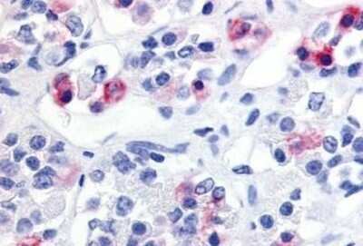 Immunohistochemistry-Paraffin: GPR10 Antibody - BSA Free [NBP1-02329]