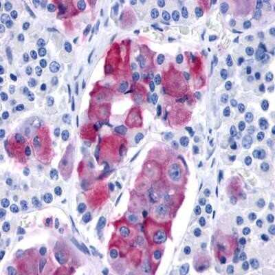 Immunohistochemistry-Paraffin: GPR10 Antibody - BSA Free [NLS3915]