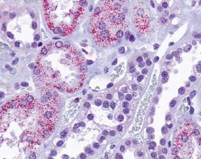 Immunohistochemistry-Paraffin: TAAR8 Antibody - BSA Free [NLS2307]