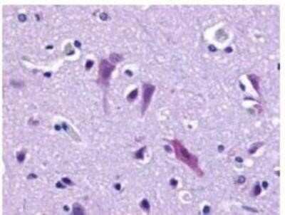 Immunohistochemistry-Paraffin: GPR103 Antibody - BSA Free [NLS1922]