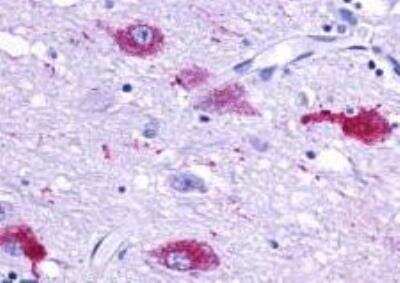 Immunohistochemistry-Paraffin: GPR103 Antibody - BSA Free [NLS1922]