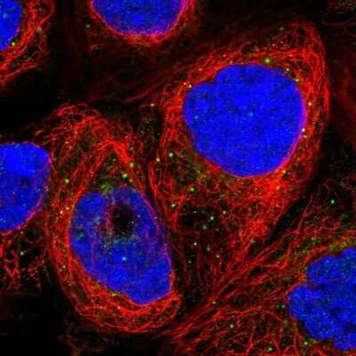 Immunocytochemistry/ Immunofluorescence: GPR108 Antibody [NBP1-82812]