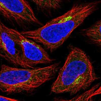 Immunocytochemistry/ Immunofluorescence: GPR108 Antibody [NBP2-56970]