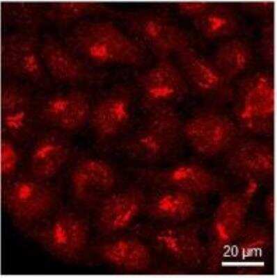 Immunocytochemistry/ Immunofluorescence: GPR108 Antibody [NBP2-56970]