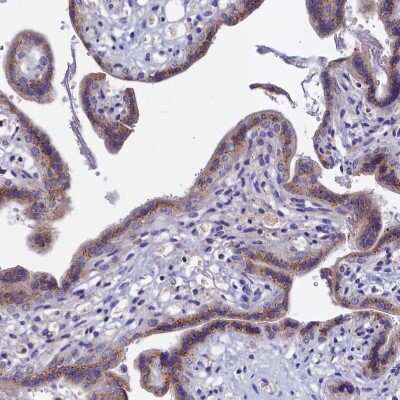 Immunohistochemistry-Paraffin: GPR108 Antibody [NBP1-82812]