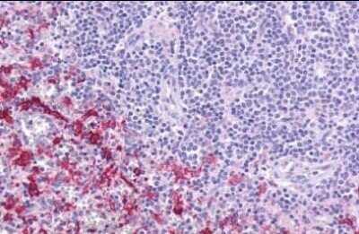 Immunohistochemistry-Paraffin: GPR109B/HM74 Antibody - BSA Free [NLS179]