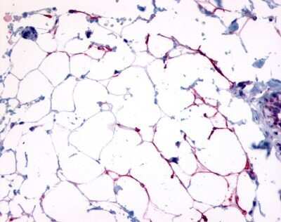 Immunohistochemistry-Paraffin: GPR109B/HM74 Antibody - BSA Free [NLS179]