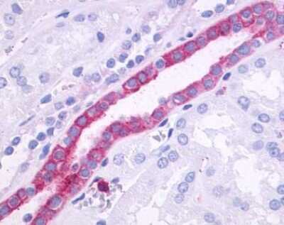 Immunohistochemistry-Paraffin: GPR110 Antibody - BSA Free [NLS2021]