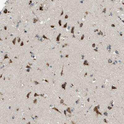 Immunohistochemistry-Paraffin: GPR111 Antibody [NBP1-81752]