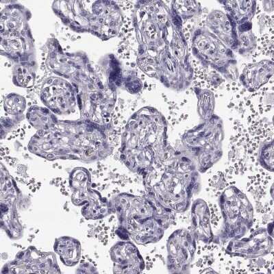 Immunohistochemistry-Paraffin: GPR114 Antibody [NBP1-87285]