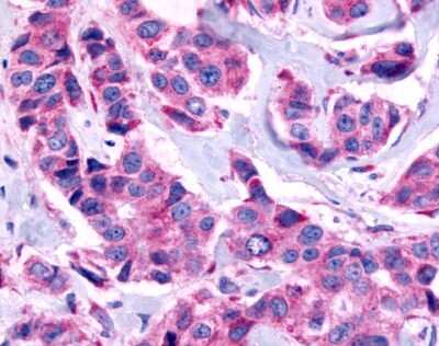 Immunohistochemistry-Paraffin: GPR115 Antibody - BSA Free [NLS2723]