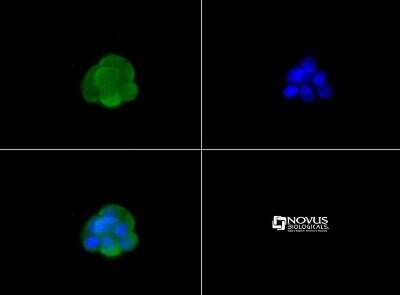 Immunocytochemistry/ Immunofluorescence: GPR119 Antibody - BSA Free [NLS548]