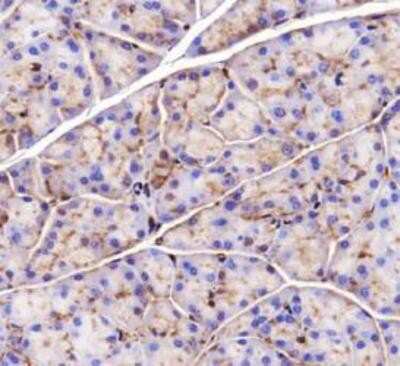 Immunohistochemistry: GPR119 Antibody - BSA Free [NLS548]