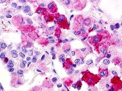 Immunohistochemistry-Paraffin: GPR12 Antibody - BSA Free [NLS78]