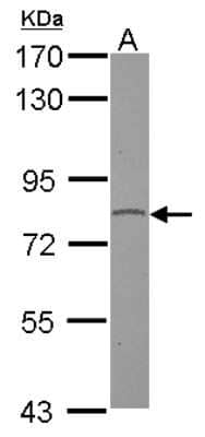 Western Blot: GPR128 Antibody [NBP2-16717]