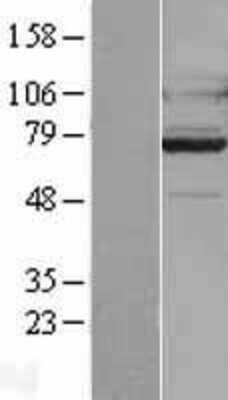 Western Blot: GPR128 Overexpression Lysate [NBL1-11250]