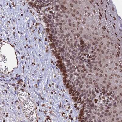 Immunohistochemistry-Paraffin: GPR135 Antibody [NBP1-91965]