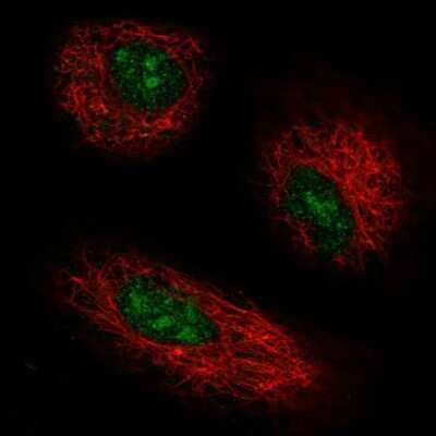 Immunocytochemistry/ Immunofluorescence: GPR137 Antibody [NBP2-38976]