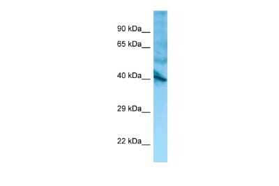 Western Blot: GPR137 Antibody [NBP2-85003]