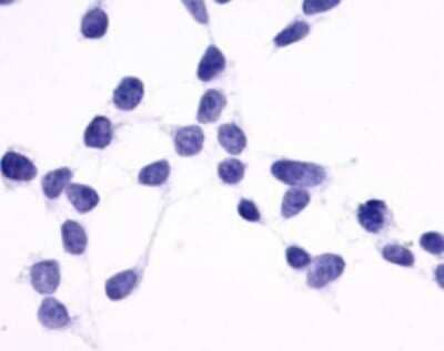 Immunocytochemistry/ Immunofluorescence: GPR137B Antibody - BSA Free [NLS792]