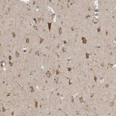 Immunohistochemistry-Paraffin: GPR137B Antibody [NBP1-86934]