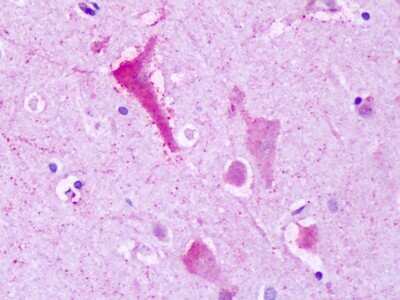 Immunohistochemistry-Paraffin: GPR137B Antibody - BSA Free [NLS792]
