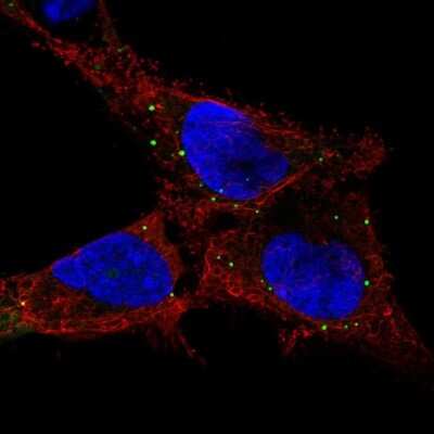 Immunocytochemistry/ Immunofluorescence: GPR137C Antibody [NBP2-58722]