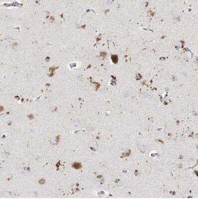 Immunohistochemistry-Paraffin: GPR137C Antibody [NBP1-85024]