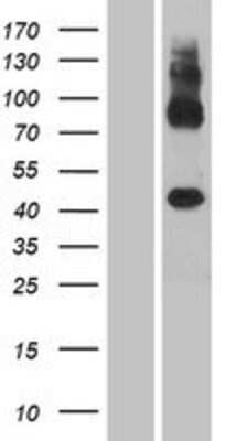 Western Blot: GPR137C Overexpression Lysate [NBP2-08286]