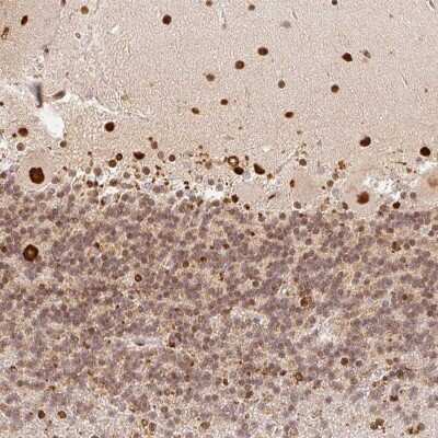 Immunohistochemistry: GPR139 Antibody [NBP2-48850]