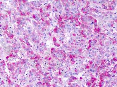Immunohistochemistry-Paraffin: GPR139 Antibody - BSA Free [NLS2716]