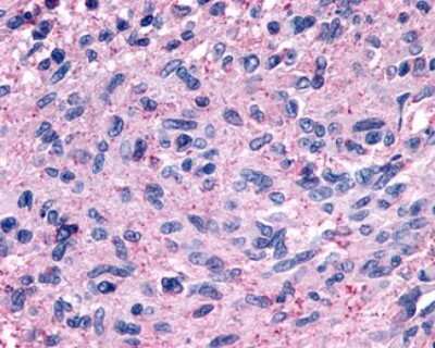 Immunohistochemistry-Paraffin: GPR139 Antibody - BSA Free [NLS2717]