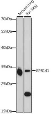 Western Blot: GPR141 AntibodyAzide and BSA Free [NBP3-03958]