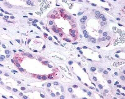 Immunohistochemistry-Paraffin: GPR146 Antibody - BSA Free [NBP1-02659]