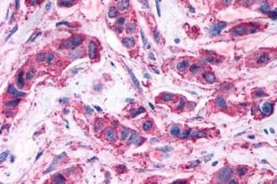 Immunohistochemistry-Paraffin: GPR146 Antibody - BSA Free [NBP1-02659]