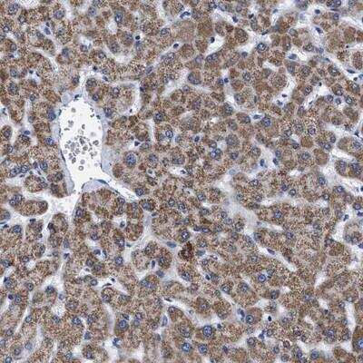 Immunohistochemistry-Paraffin: GPR149 Antibody [NBP1-89637]