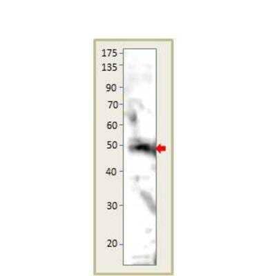 Western Blot: GPR15 Antibody [NBP3-12397]