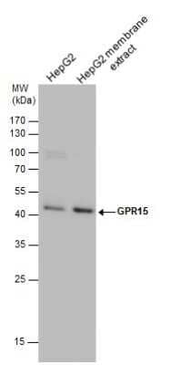 Western Blot: GPR15 Antibody [NBP3-12937]