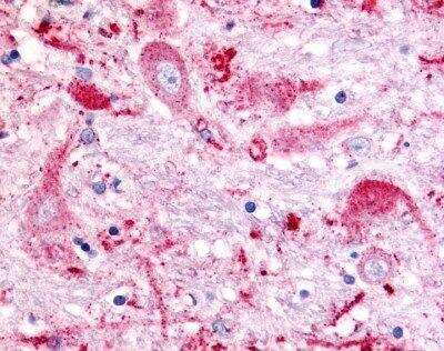 Immunohistochemistry-Paraffin: GPR151 Antibody - BSA Free [NLS418]