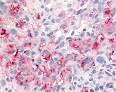 Immunohistochemistry-Paraffin: GPR151 Antibody - BSA Free [NLS418]