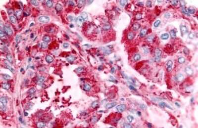 Immunohistochemistry-Paraffin: GPR151 Antibody - BSA Free [NLS418]