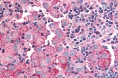 Immunohistochemistry-Paraffin: GPR151 Antibody - BSA Free [NLS418]