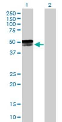 Western Blot: GPR151 Antibody [H00134391-B01P]