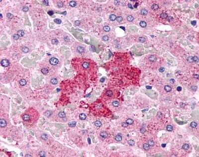 Immunohistochemistry-Paraffin: GPR153 Antibody - BSA Free [NLS2032]