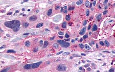 Immunohistochemistry-Paraffin: GPR153 Antibody - BSA Free [NLS2032]