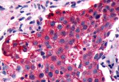 Immunohistochemistry-Paraffin: GPR153 Antibody - BSA Free [NLS2032]