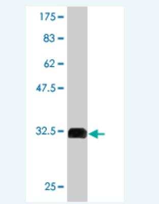 Western Blot: GPR154 Antibody (2F5) [H00387129-M01]